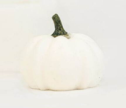 ΚΕΡΙΝH ΚΟΛΟΚΥΘΑ MEDIUM